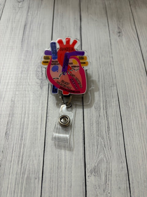 Anatomy Heart